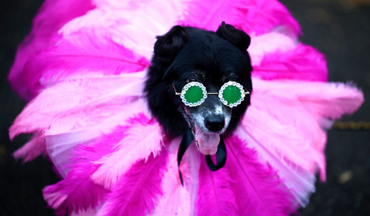 Las fotografías más espectaculares de animales de todo el 2019