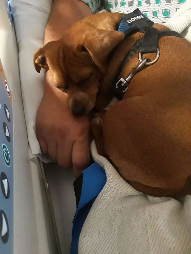 La historia de "Benny" y su dueño Scott es viral en Facebook. (Alexis Nazarino)