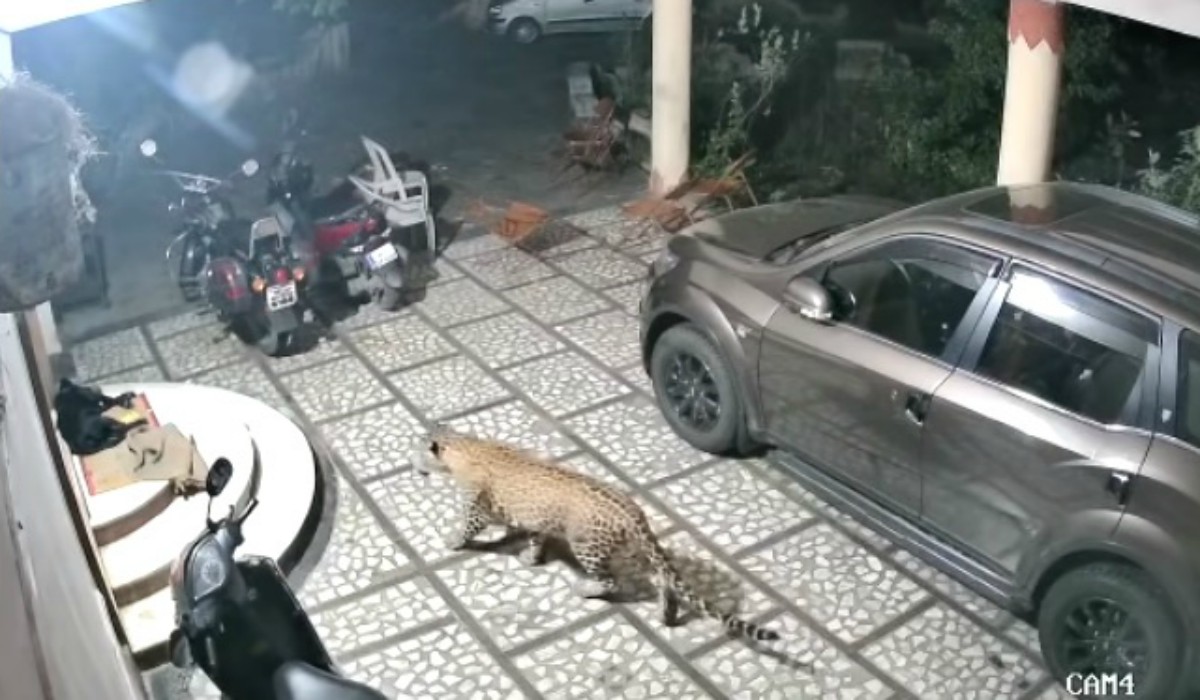 El aterrador momento en que un leopardo ataca a un perro que dormía en la entrada de su casa