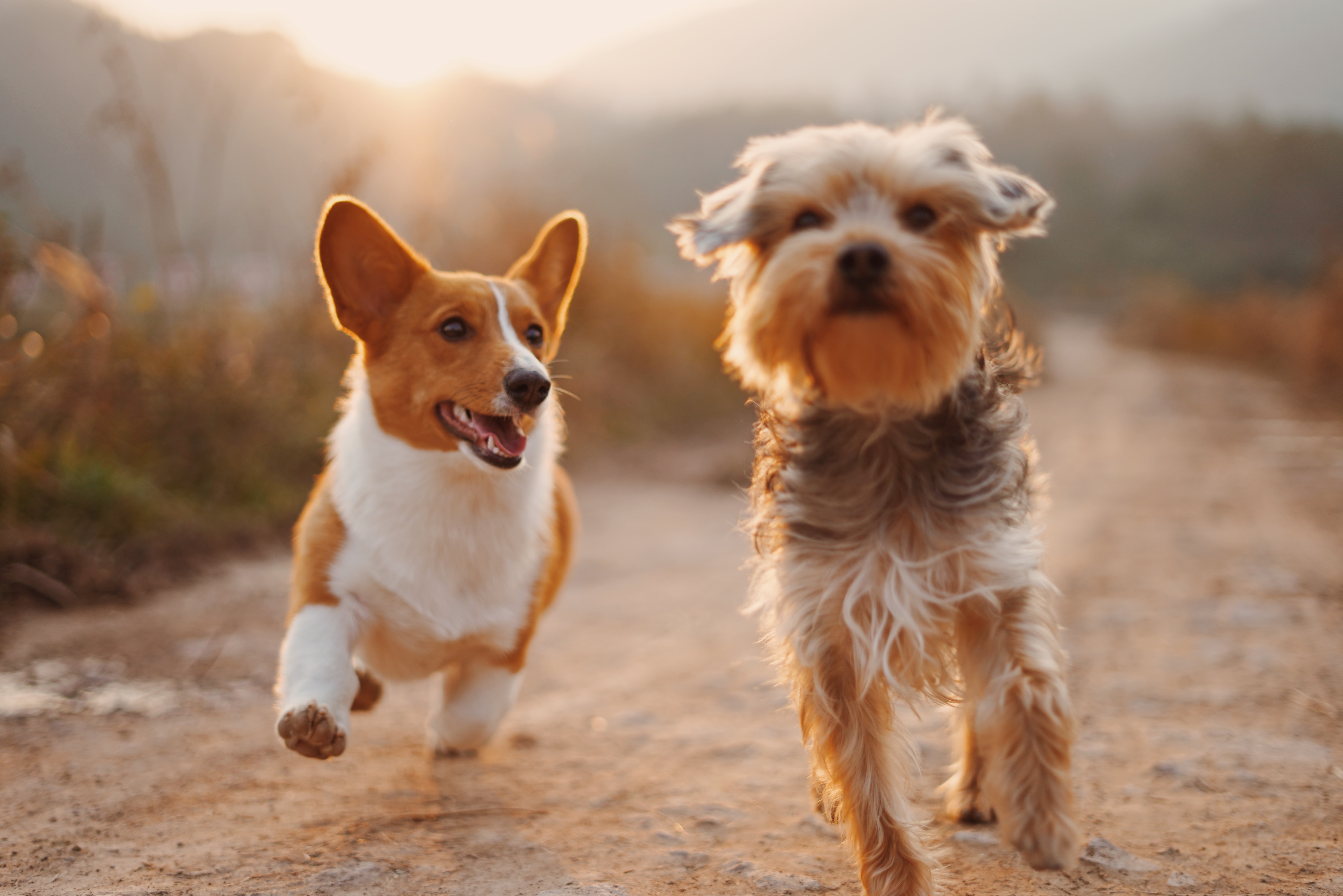 Busca la compañía de una mascota: ¿por qué este es el mejor consejo?