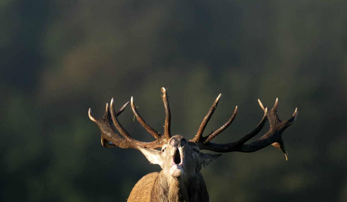 Las fotografías más espectaculares de animales de todo el 2019
