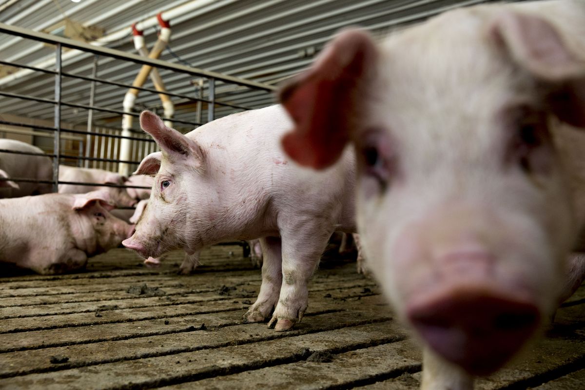 China compra cifra récord de cerdo a EE.UU. por virus mortal