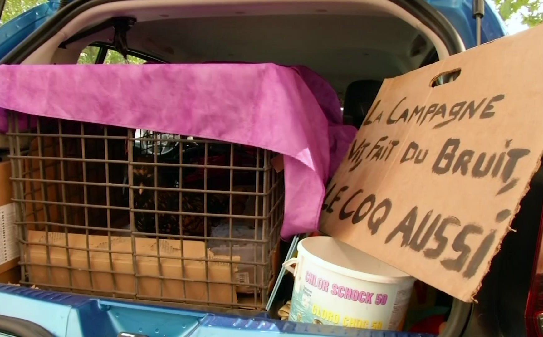 En esta imagen tomada del video proporcionado por BFMTV, se ve un gallo en una jaula, con un letrero en francés que dice "El campo vive, hace ruido, el gallo también". (AP)