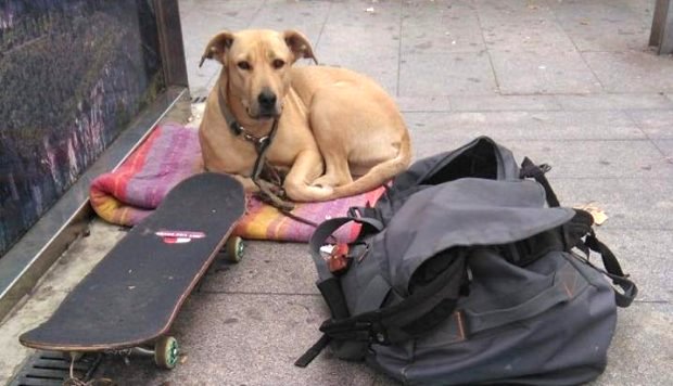 Policía mata a balazos a perro que defendía a su dueño durante protesta en Barcelona
