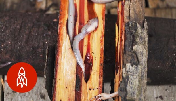 Conoce la comida exótica a base de moluscos que viven en la madera