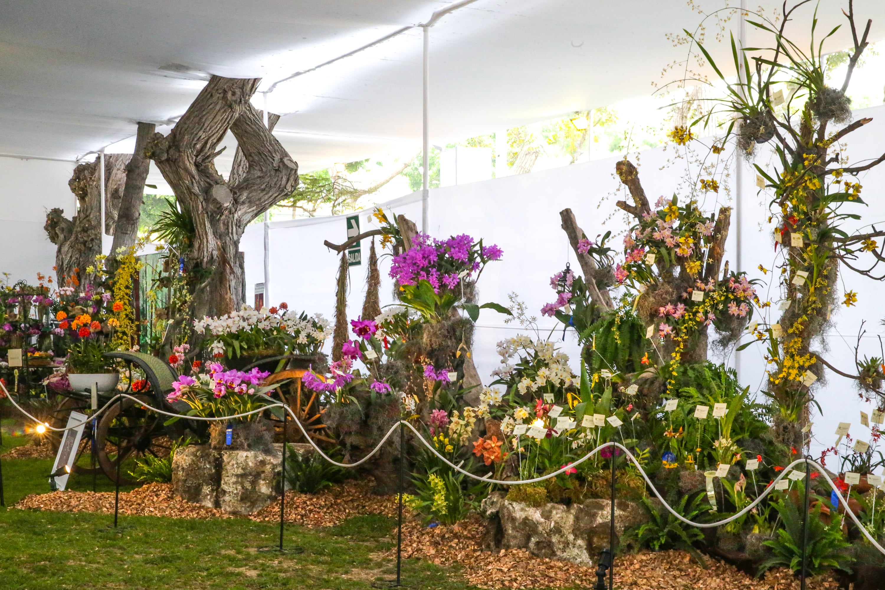 Expo orquideas 2020 mexico