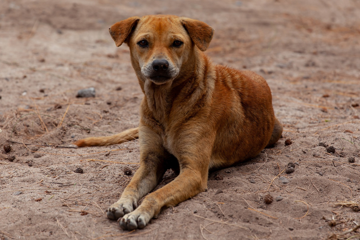 Perrita perdida se sube sola a autobús en Inglaterra en un intento de volver a su hogar