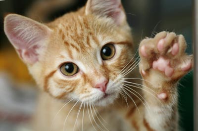 EEUU: Capturan a pedófilo que guardaba 50 gatos muertos en su congelador