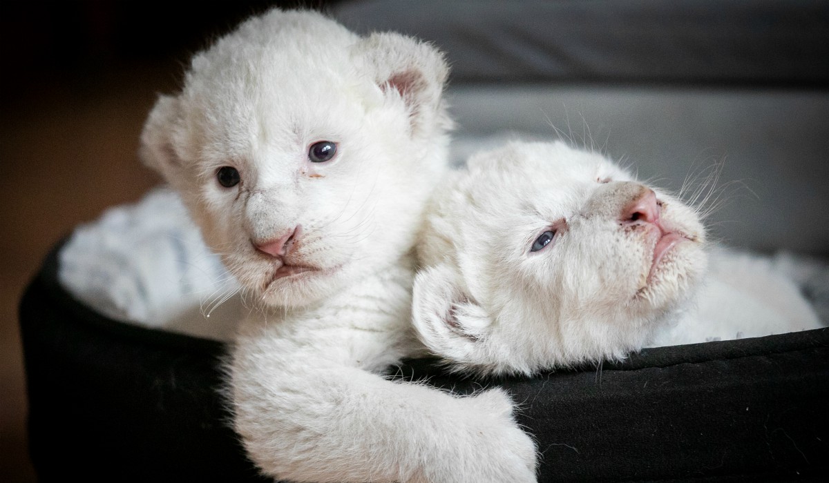 Las fotografías de animales más impresionantes del año