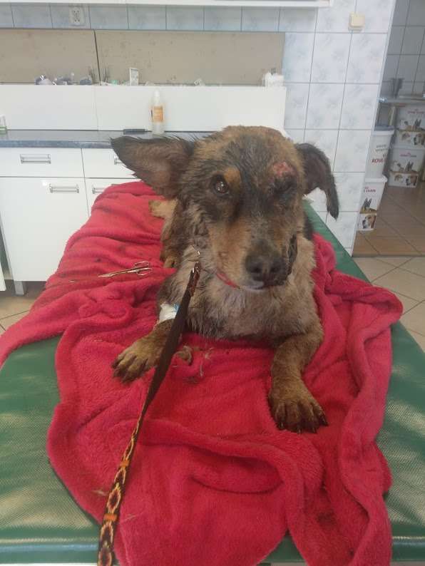 Foto: Facebook/Fundacja Zwierzęta Niczyje