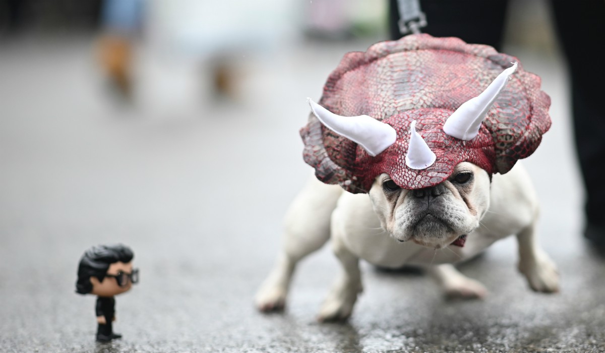 Las fotografías de animales más impresionantes del año
