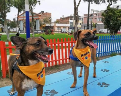 Adoptatón 2019: 50 mascotas esperan ser adoptados este domingo en Jesús María - Diario Perú21