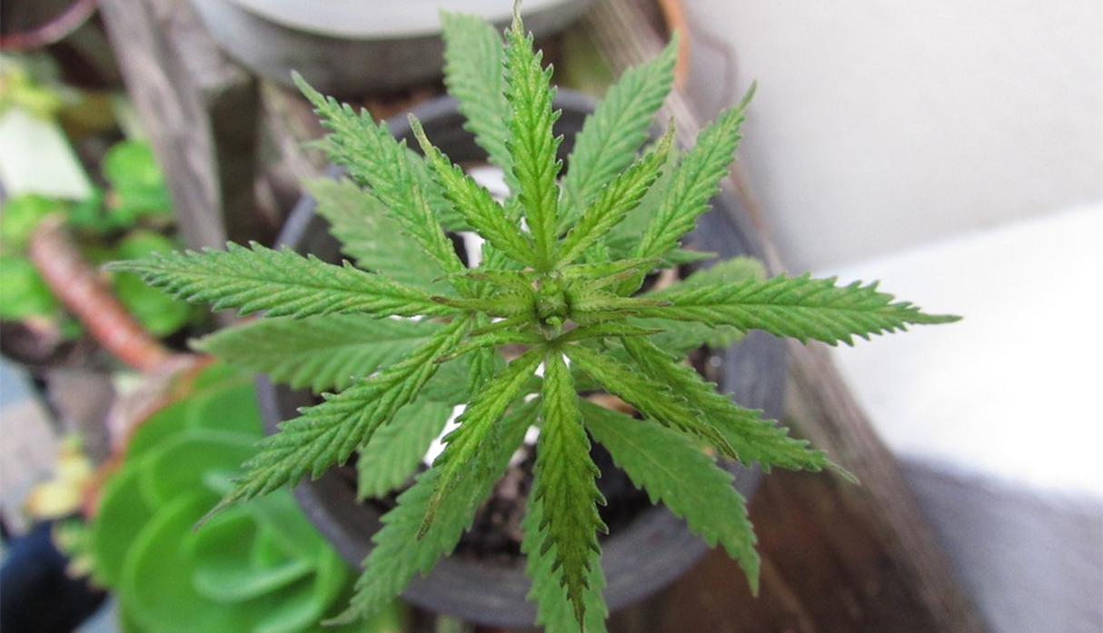 Reino Unido legalizará uso de medicamentos derivados de la marihuana