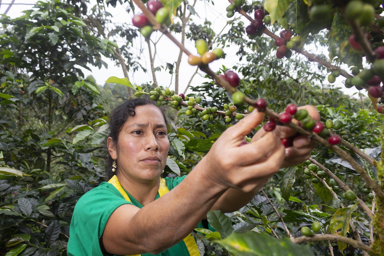 Productora de café de la Cooperativa Aprocassi de Cajamarca. La región participa en Taza de Excelencia con el 41% de los mejores productores del país (Foto referencial: Aprocassi)