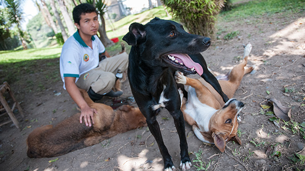 Descubre cómo raspando puedes darle suerte a los perros de WUF