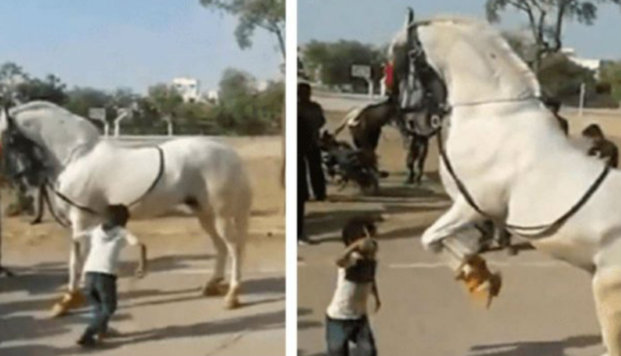 Niño es captado bailando con caballo y se vuelve viral en redes sociales