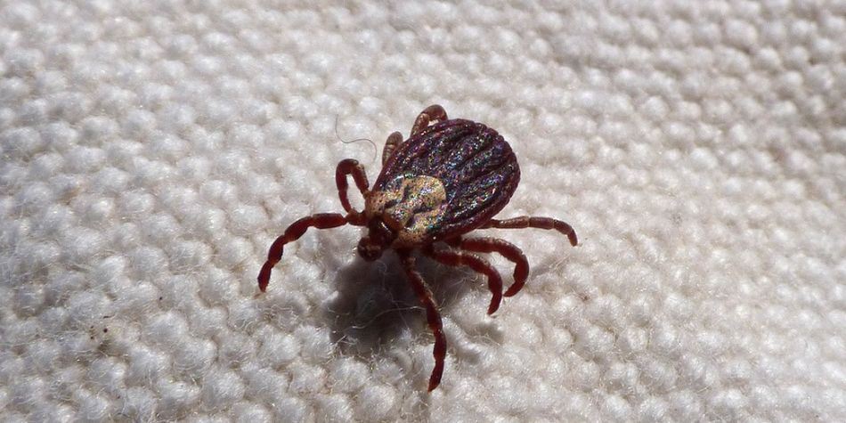 Soñar con garrapatas: estas son las interpretaciones que debes conocer