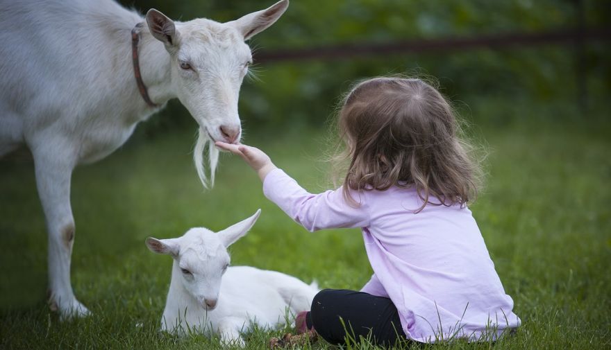 Las cabras reconocen a la gente feliz y prefieren estar con ella
