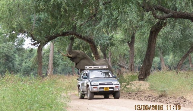 'Pretty Boy': El elefante que sobrevivió a un disparo en la cabeza y camino durante semanas por ayuda. (AWARE)