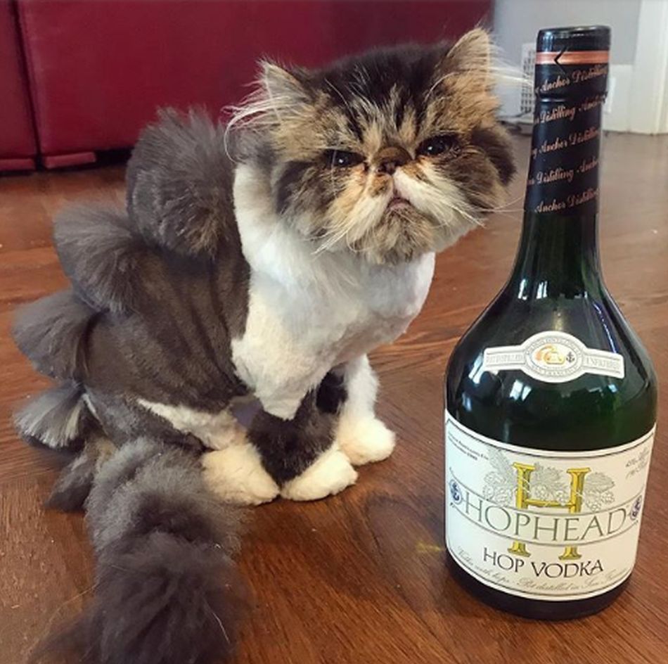 Ahora los gatos asemejan a un dinosaurio. (Foto: Instagram @puss_in_booze)