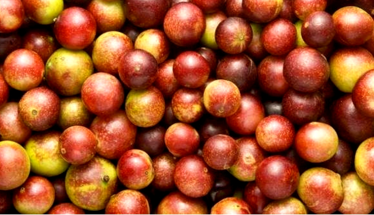 ¿Por qué debemos incluir el camu camu en nuestra dieta diaria?