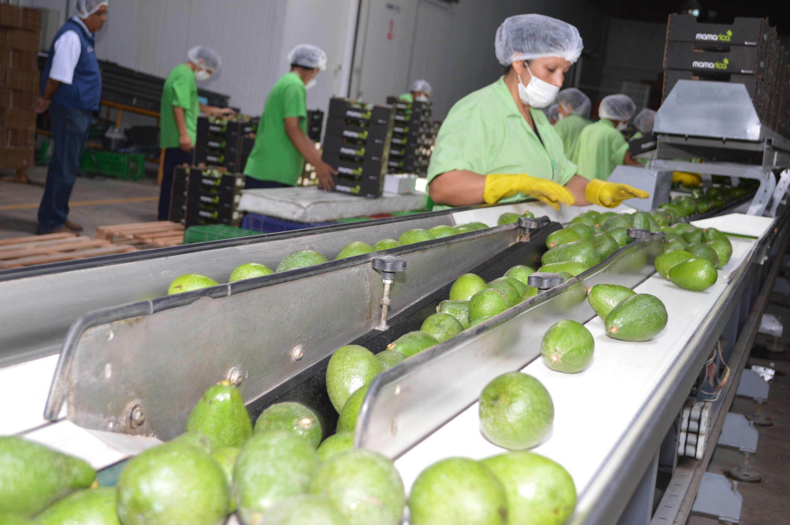 Agroexportación se desaceleraría por fuga de inversiones frente a paralización de proyectos de irrigación