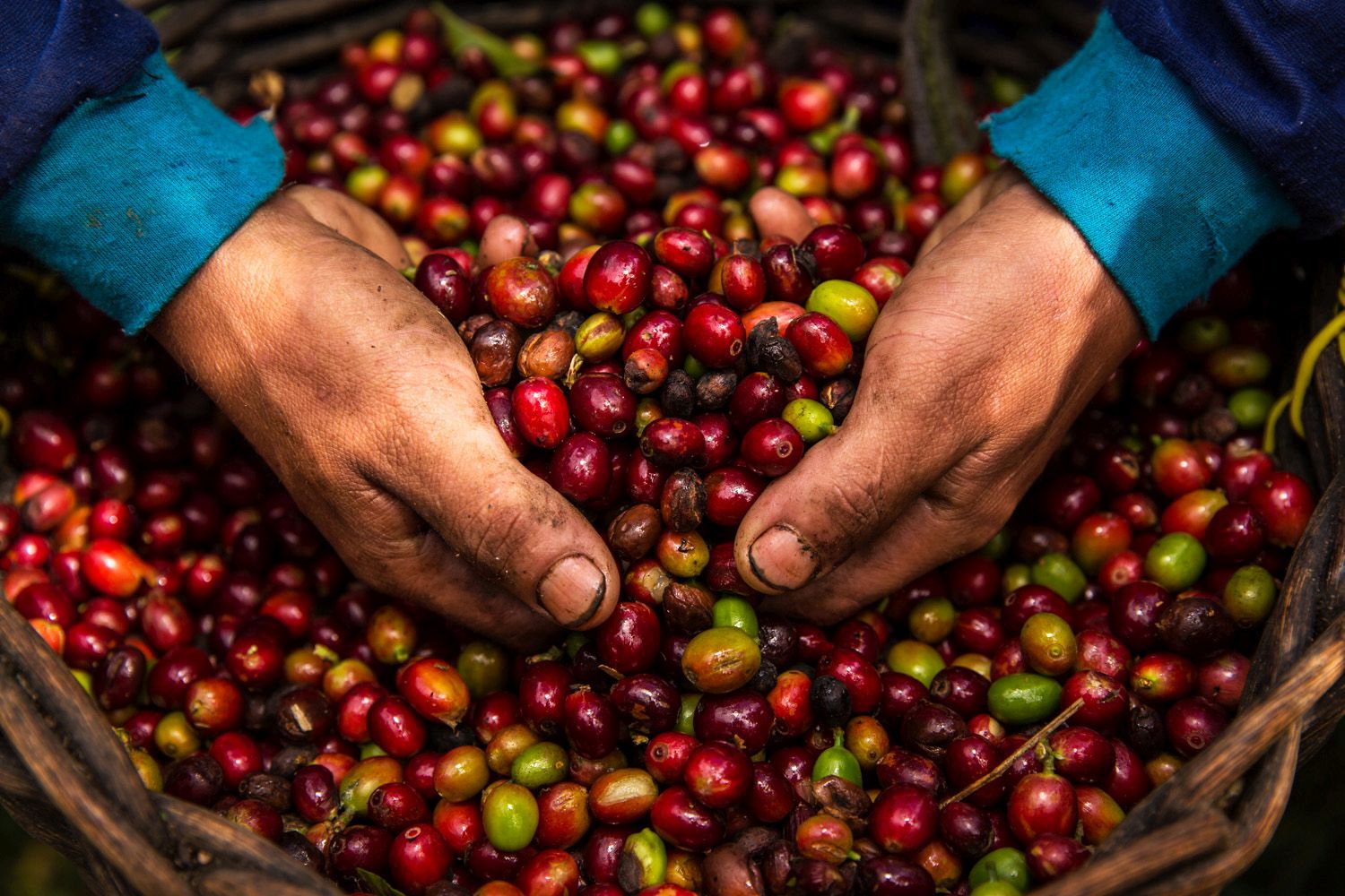 Producción y consumo del café se incrementa en el país