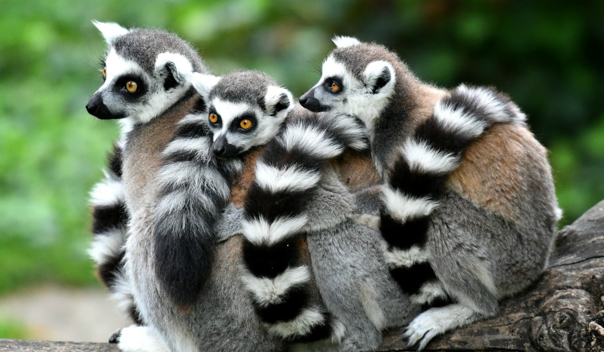Las fotografías de animales más impresionantes del año