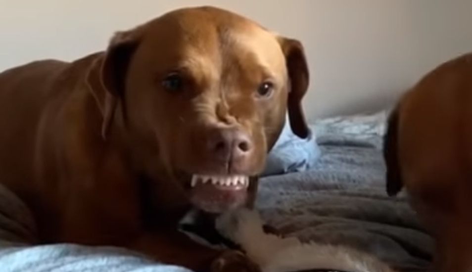 WUF: la reacción de un perro que no quiere compartir su juguete con su hermana se vuelve viral