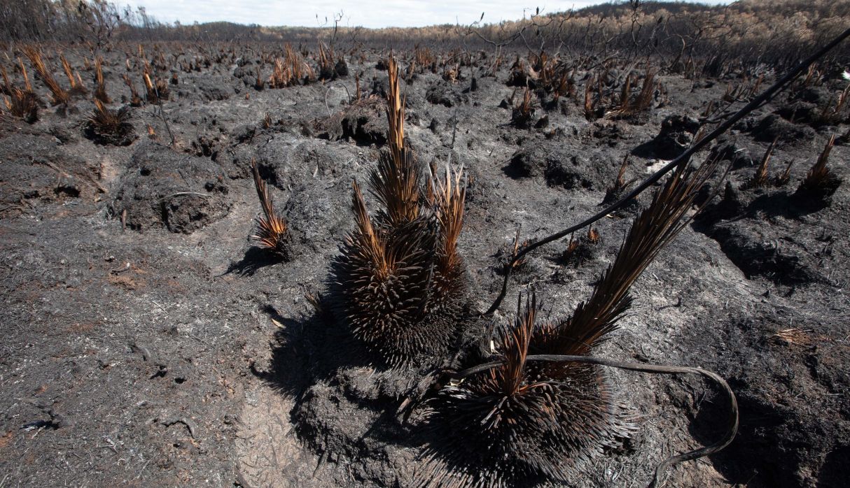 Una vista de los matorrales quemados en Peregian Beach, en Queensland, una de las zonas afectadas por los incendios forestales. (EFE)