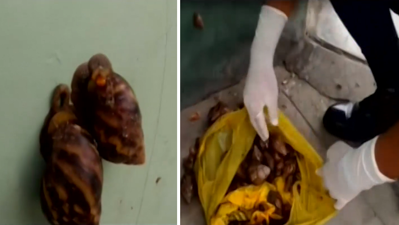 Alarma por peligrosos caracoles africanos hallados en plena calle de Iquitos | VIDEO - Diario Ojo