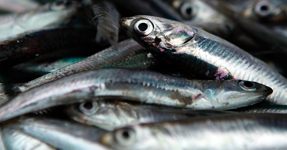 SNP: No es cierto que pago por anchoveta esté entre los más bajos de la región