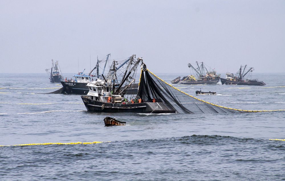 Industriales dispuestos a esperar todo diciembre antes de salir a pescar anchoveta