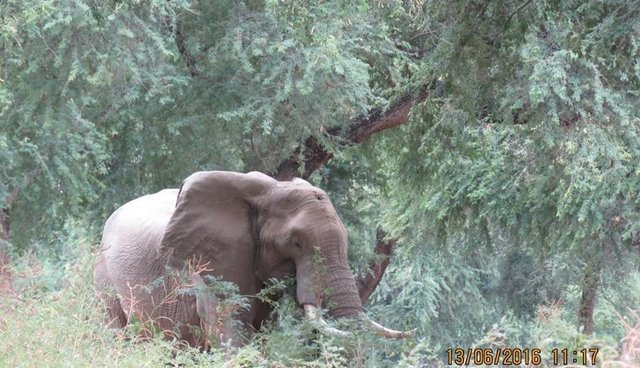 'Pretty Boy': El elefante que sobrevivió a un disparo en la cabeza y camino durante semanas por ayuda. (AWARE)