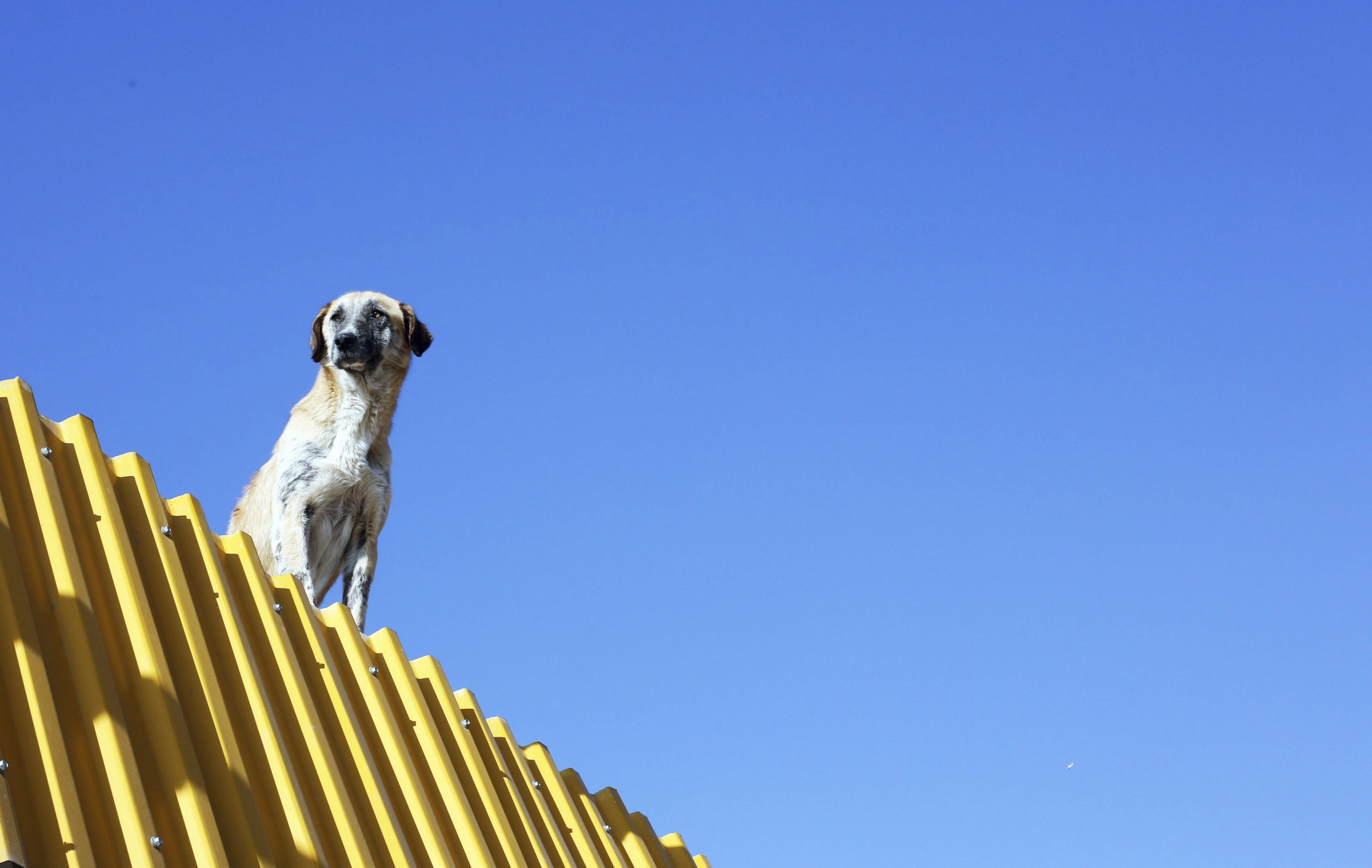 Irán quiere prohibir el paseo de perros en las calles de cualquier ciudad. (EFE)