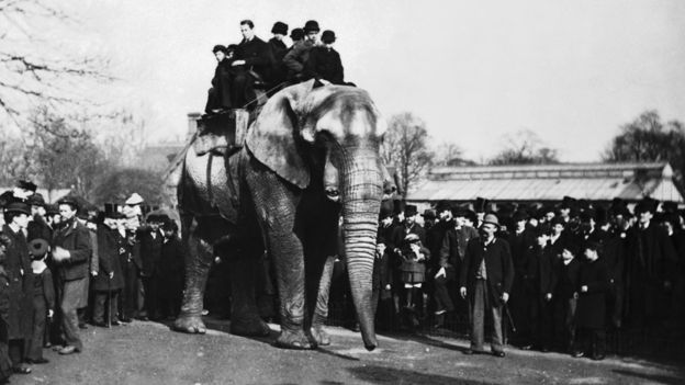 'Jumbo': La triste historia de maltrato del elefante que inspiró a 'Dumbo'. (Wiki Commons)
