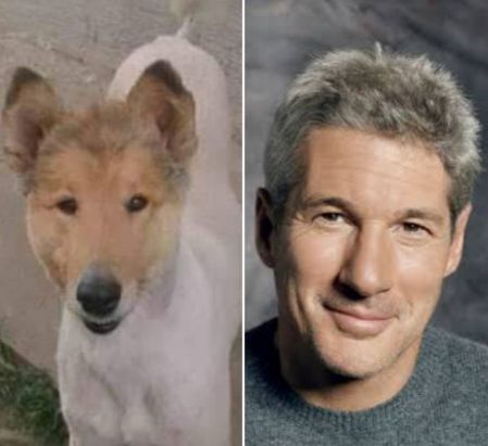 Ahora, vamos al tema medular. ¿Acaso no es idéntico el perrito a Richard Gere?