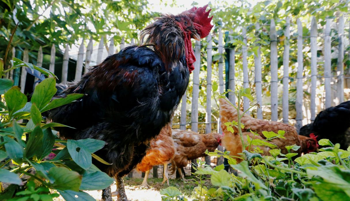 El gallo Maurice se convirtió en los últimos meses en un símbolo de la Francia rural amenazada. (Foto: AFP)