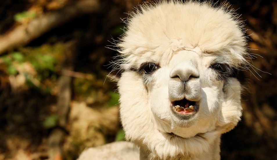Porque Se Les Llama Panchitos A Los Sudamericanos
