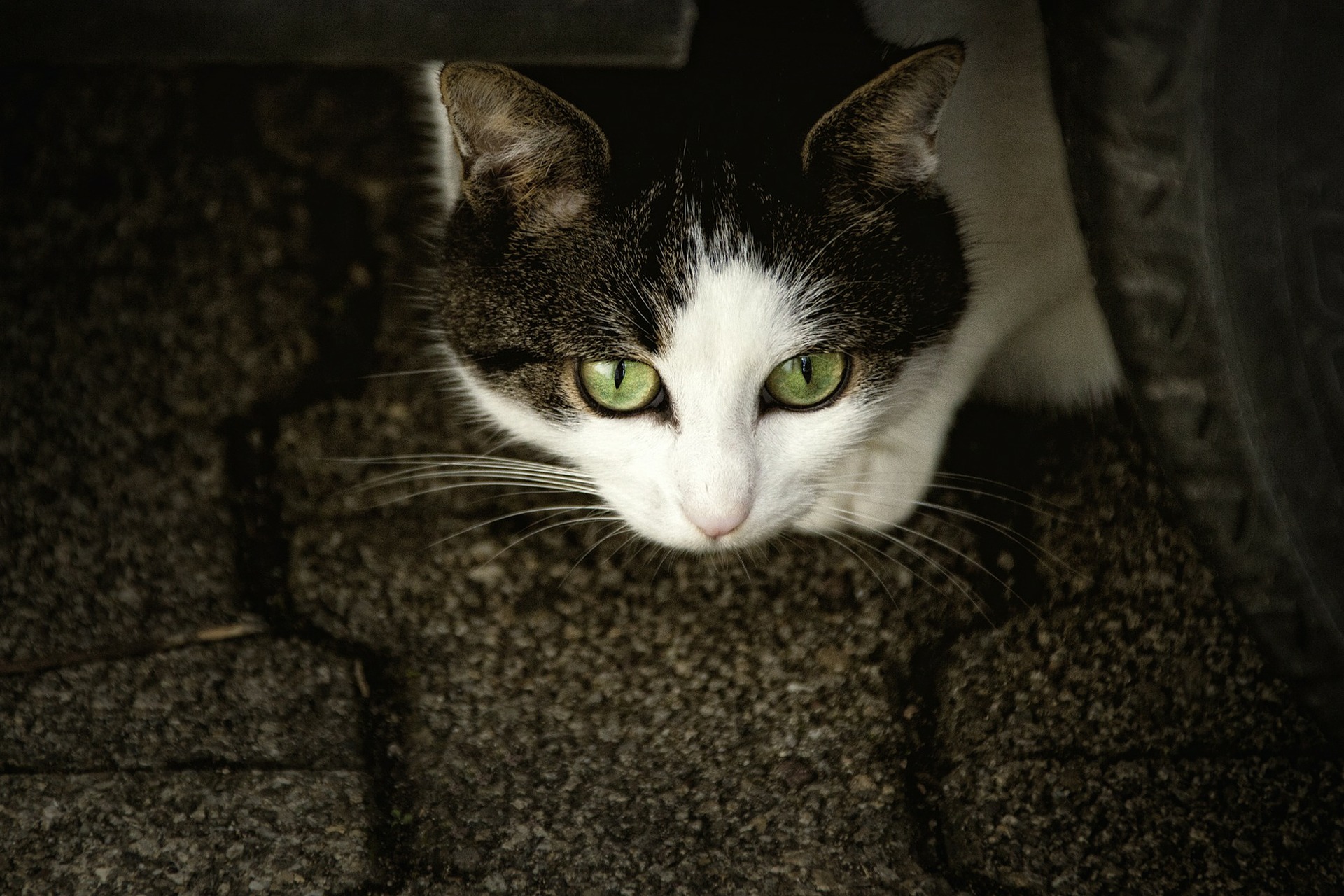 Los gatos cachorros o adultos con pulgas o garrapatas tienen un mayor riesgo de desarrollar anemias. (Pixabay)