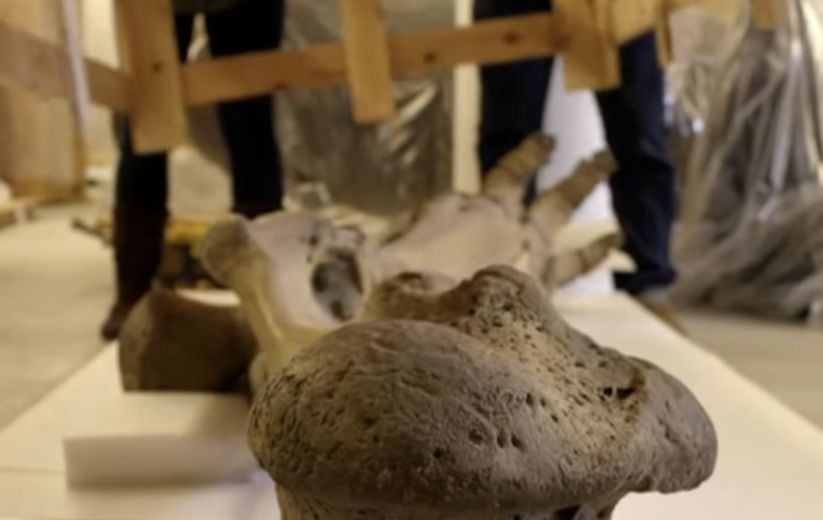 'Jumbo': La triste historia de maltrato del elefante que inspiró a 'Dumbo'. (YouTube/BBC))