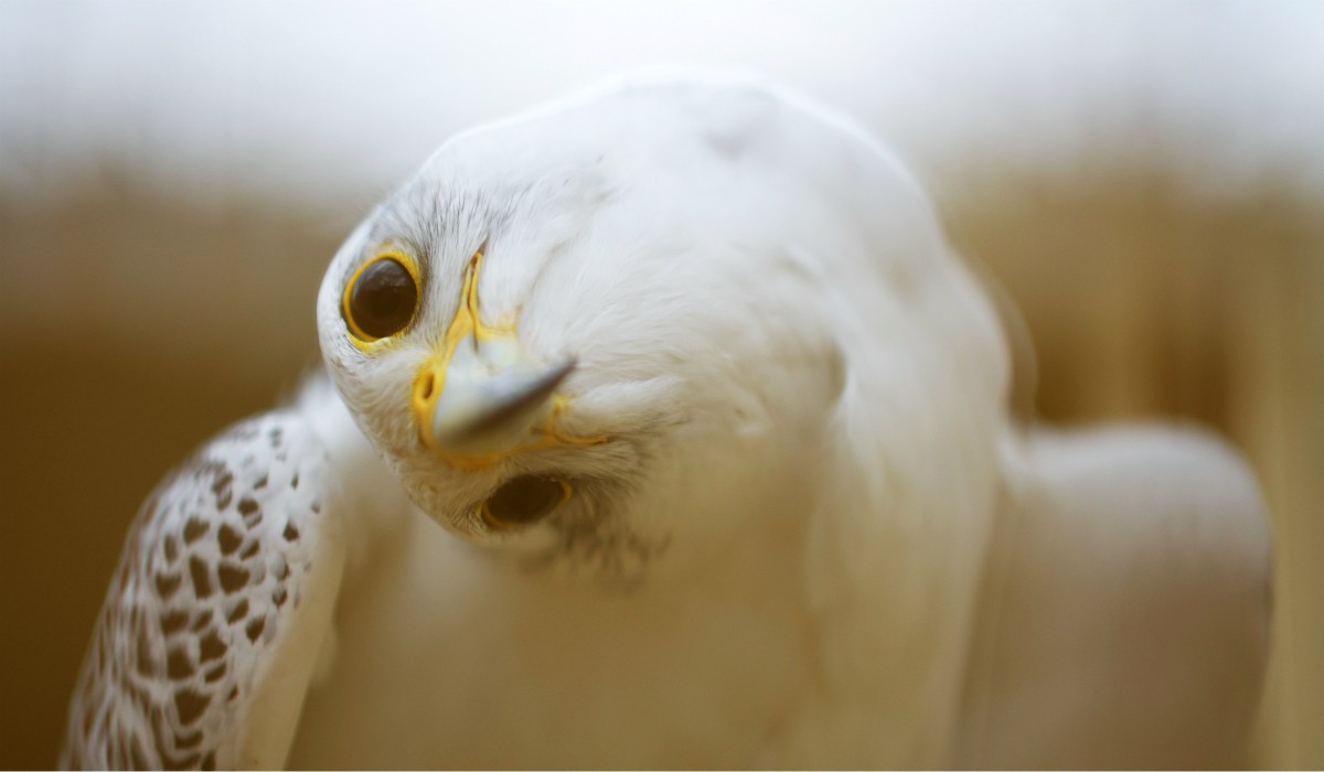 Las fotografías más espectaculares de animales de todo el 2019