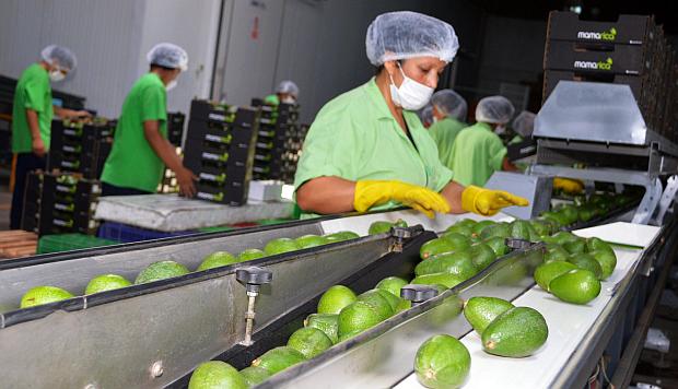 Exportaciones crecieron 7,5% en el 2018 tras récord de agroexportaciones