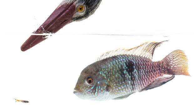 Los peces tienen personalidad y reaccionan frente al peligro, revela estudio británico