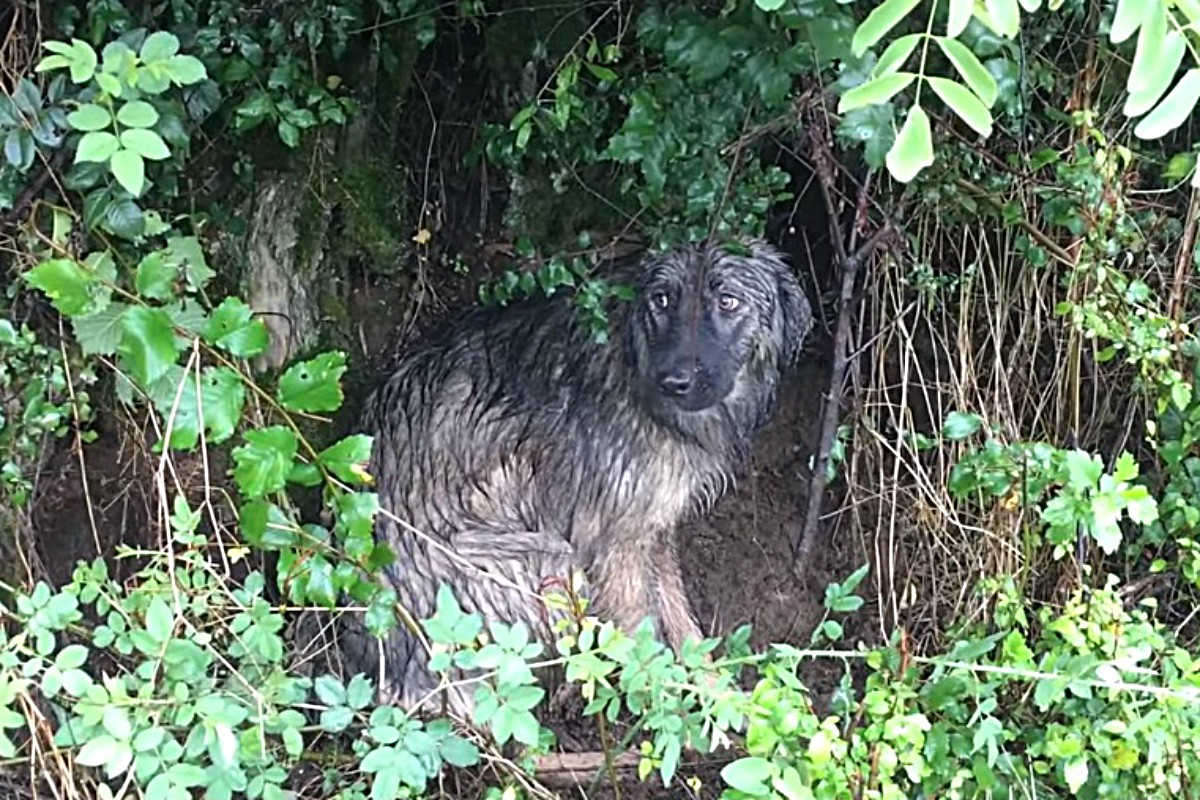 Facebook viral Encuentran un perro escondido entre arbustos y se