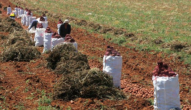 Congreso amplía plazo a agricultores para acogerse a programa que condona deudas