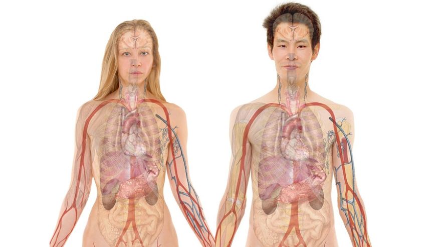 Conoce los siete órganos sin los que puede vivir una persona | FOTOS