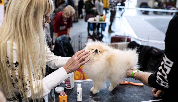 China usará WhatsApp chino para detener el tráfico de animales por internet