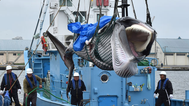Japón reanuda su controvertida caza comercial de ballenas 31 años después