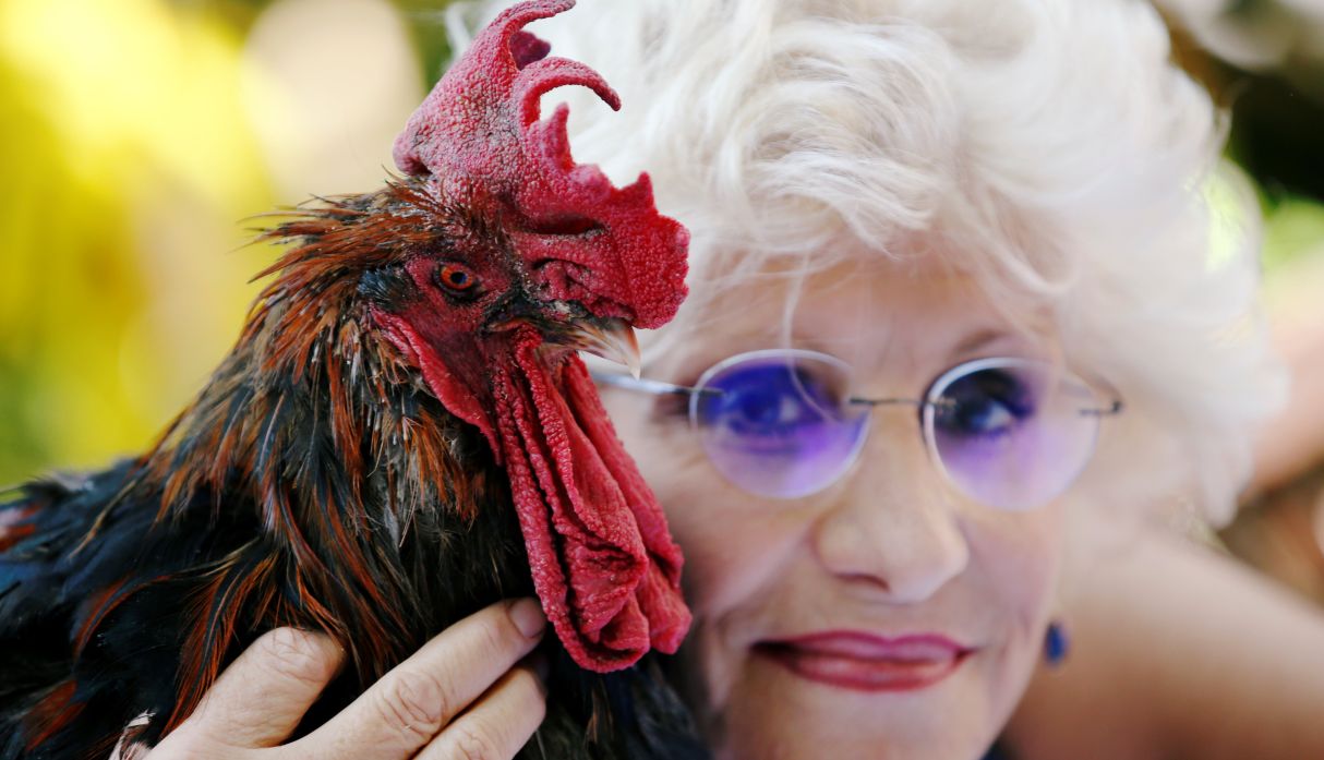 ¡Quiquiriquí! La justicia de Francia autoriza al gallo Maurice a seguir cantando. (Foto: AFP)